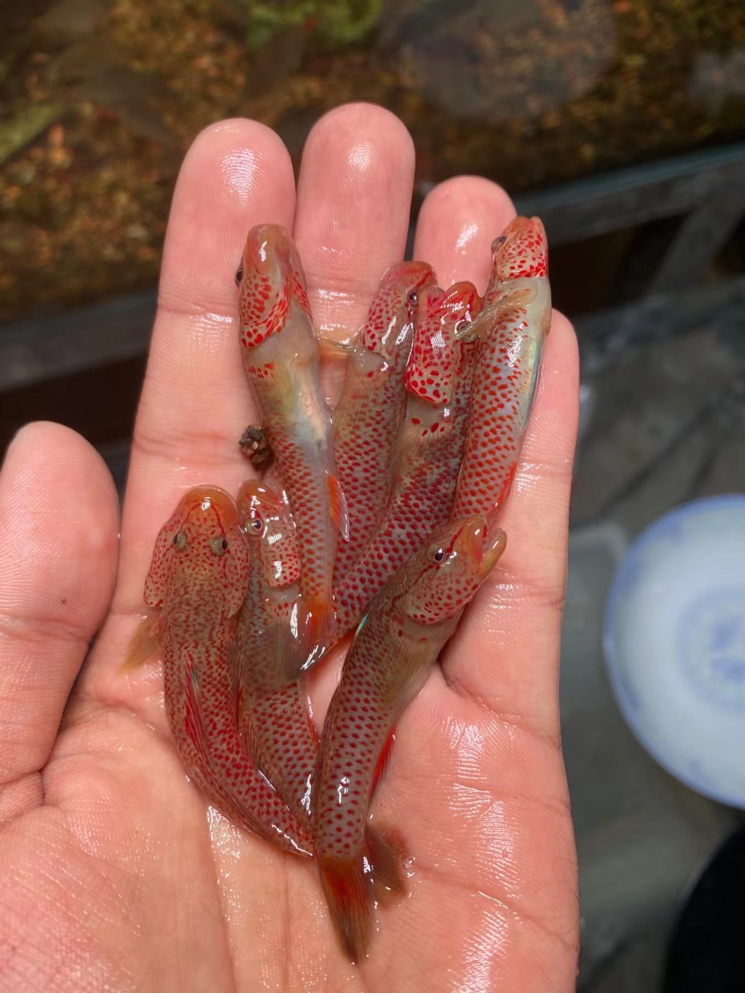 江西大斑红神农虾虎星条旗虾虎原生冷水鱼生态鱼