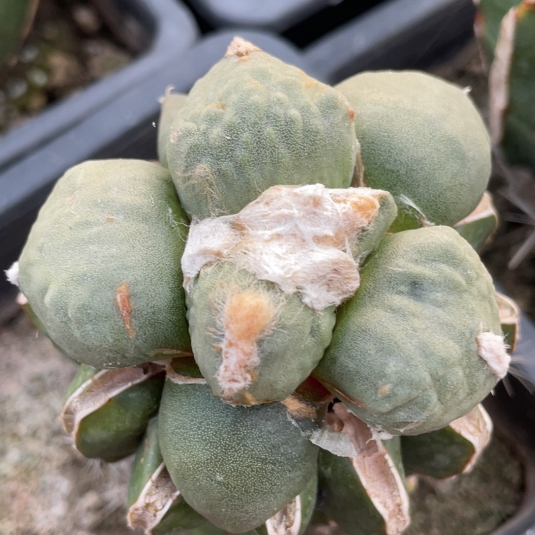 全部花朵蛋犹004 