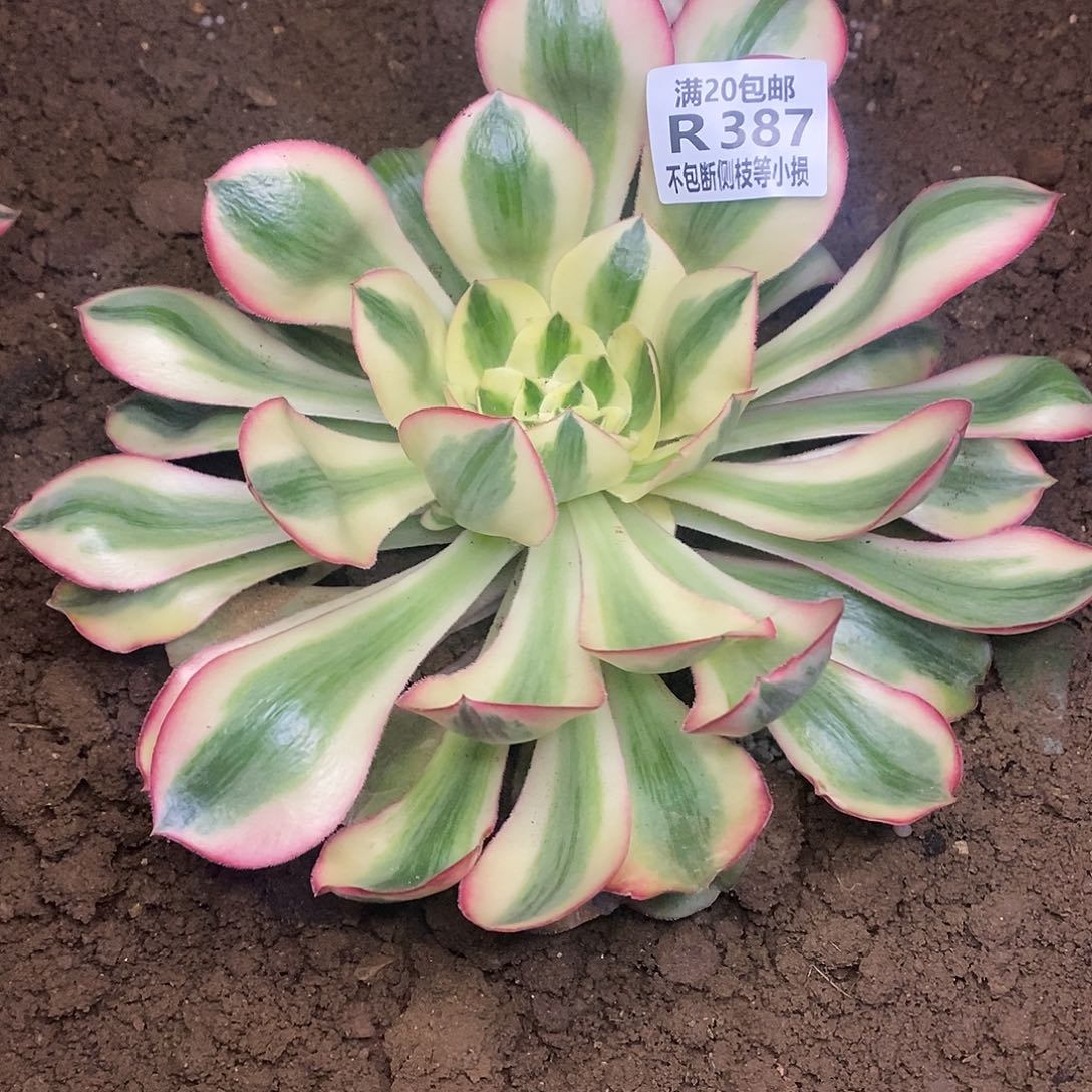 387爱丽丝多肉法师锦多肉