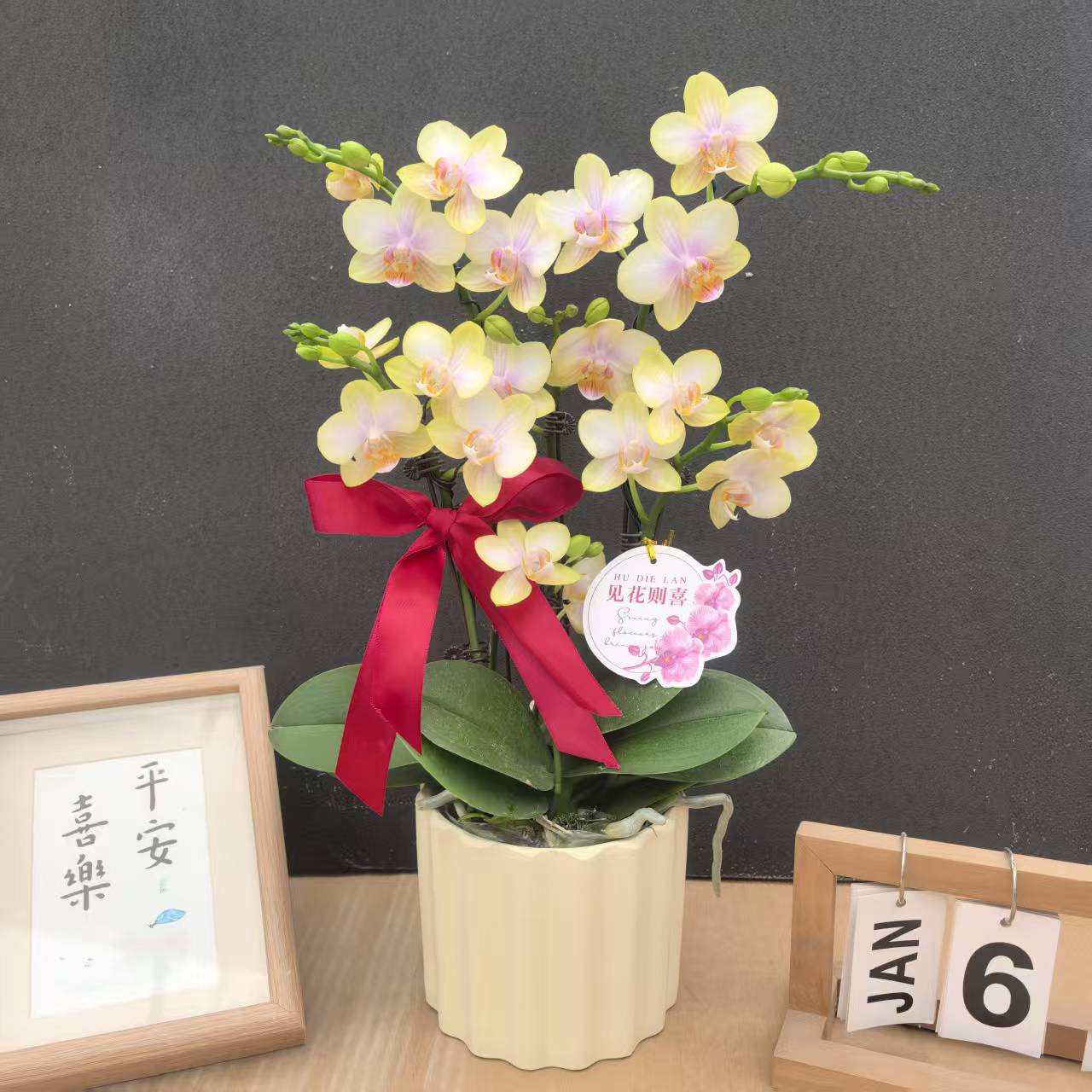《祥云》蝴蝶兰艺术组盆鲜花摆设高端花卉