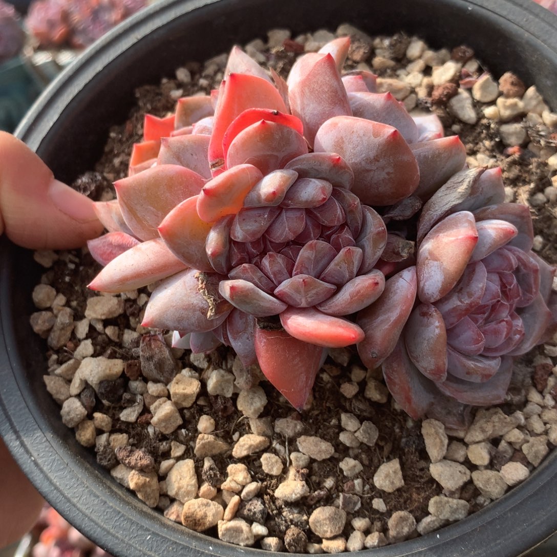 无花朵哈哈哈哈哈哈哈哈16