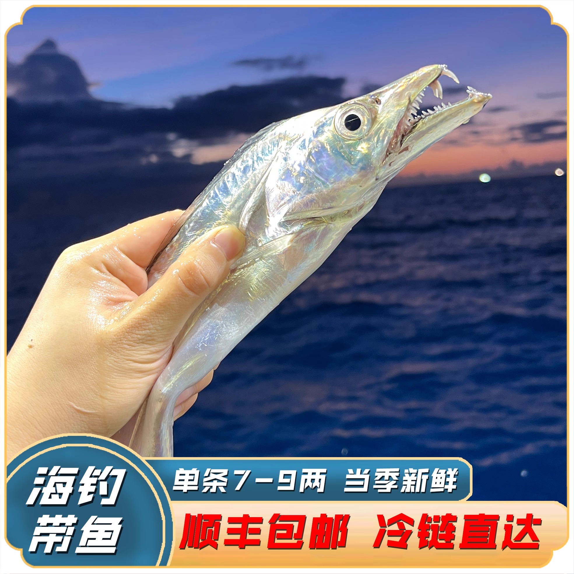 海钓野生海钓大带鱼码头直发超低温锁鲜冷链到家