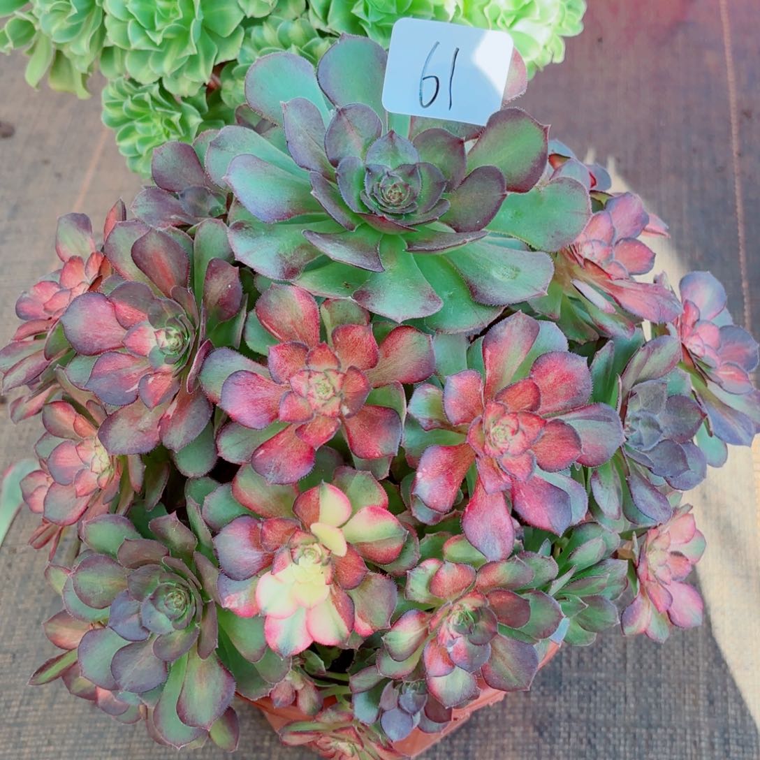 开***兔一物一拍多肉法师61