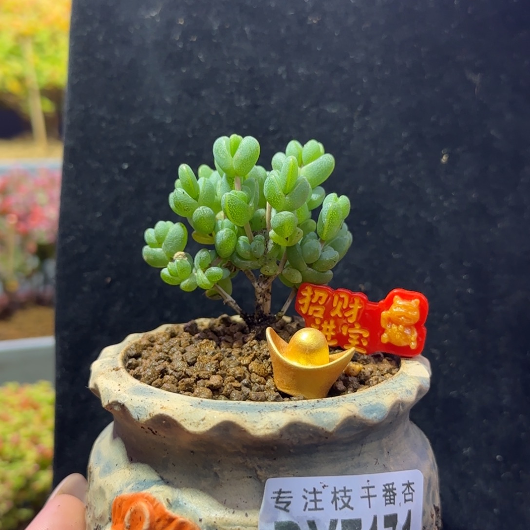 dy171元宝直杆三岔带盆（马年招财又进宝）