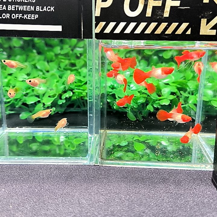 孔雀鱼鸿运当头双分水的子代12条含四条被损。