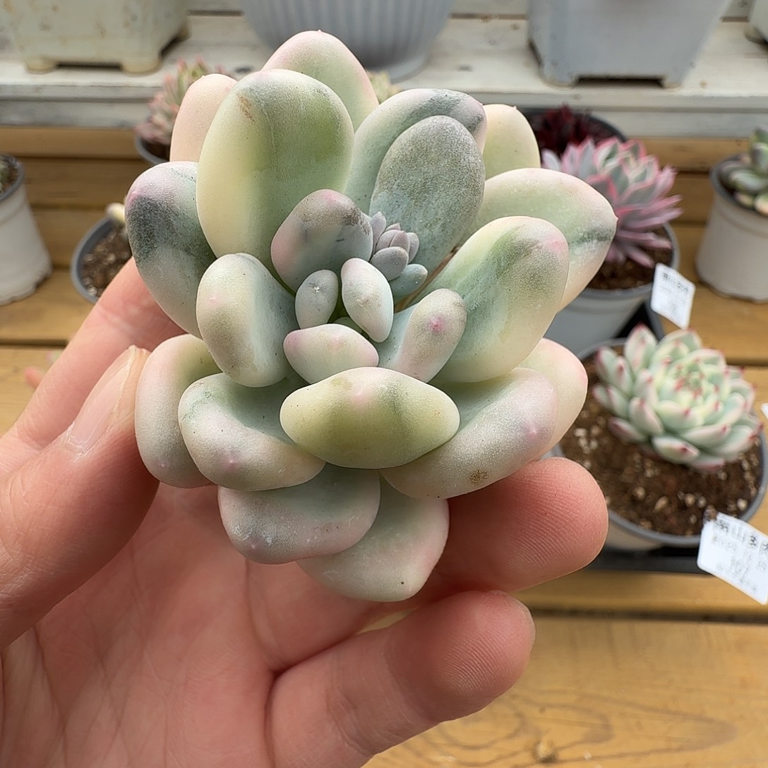 美人杂头盖111225-163