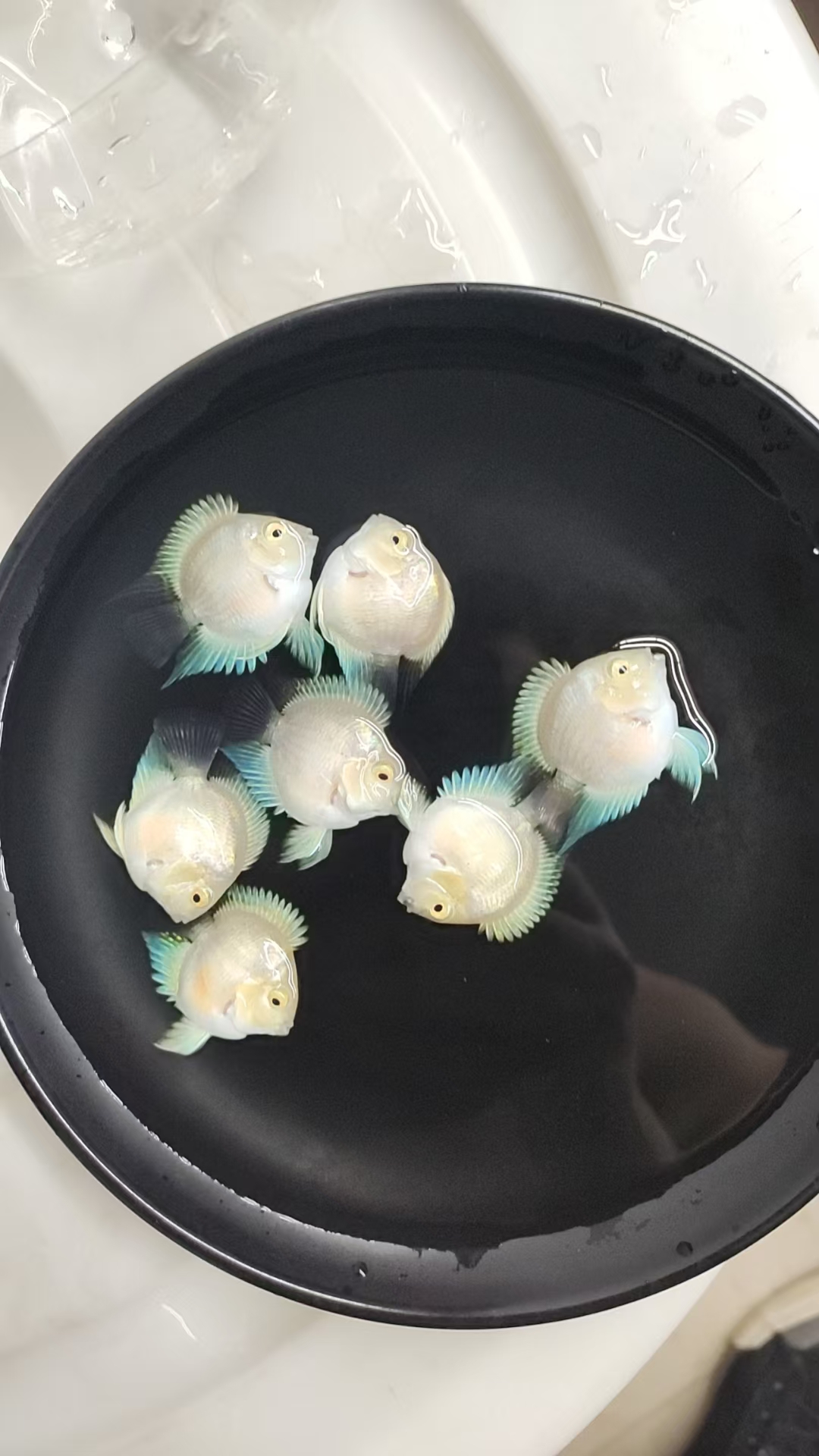 福袋奖品（鱼房随机2-8条，包邮不包损）