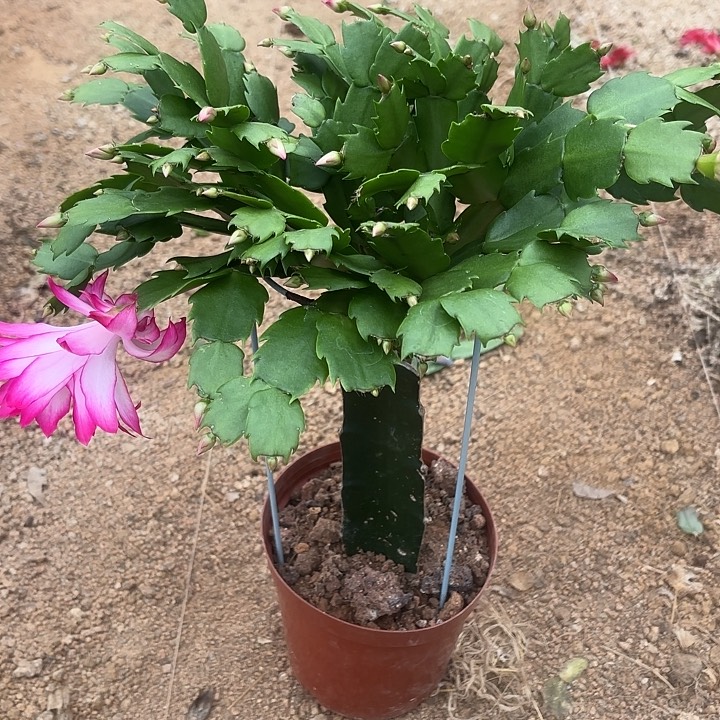 千***马当前无花栽培后可以开花