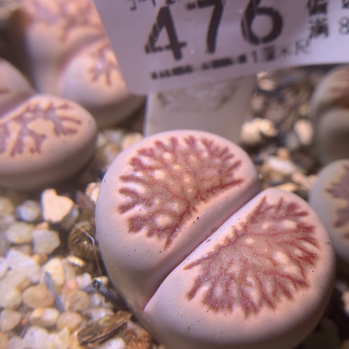 精品生石花213.476