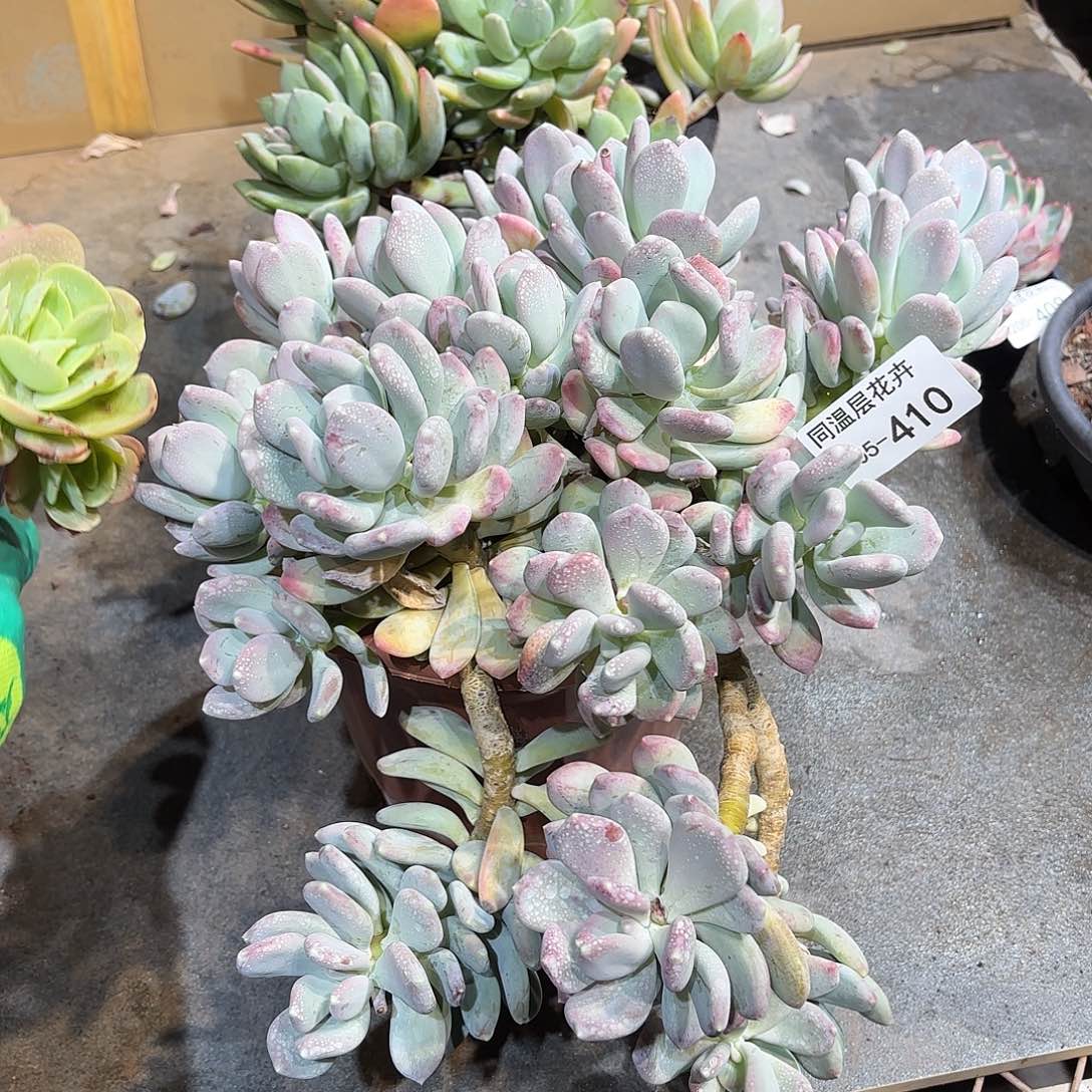 同温层多肉稻田姬410