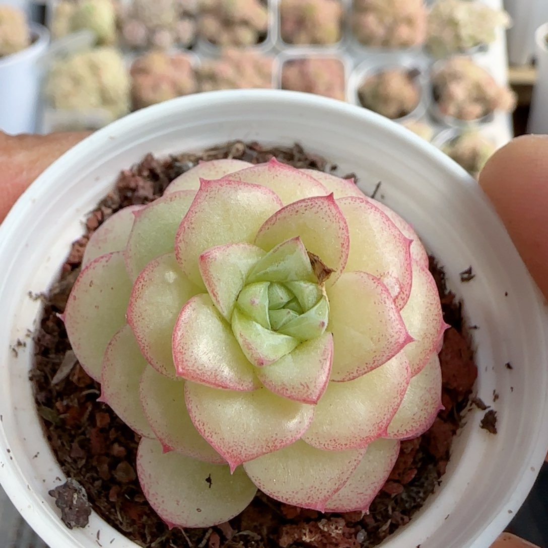 【闪购商品】0213-114优选麦杆