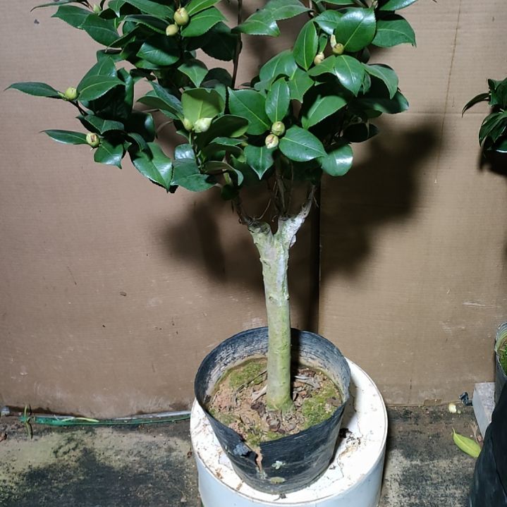 833埃及艳后，原盆原土发货，不包邮