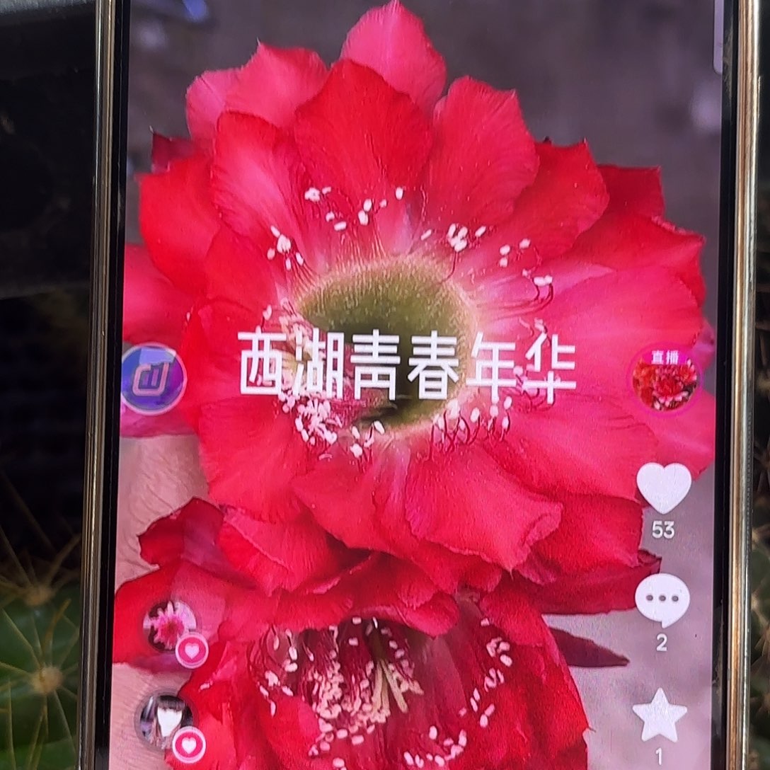 青春年华瑕疵侧牙20包邮仙人球38
