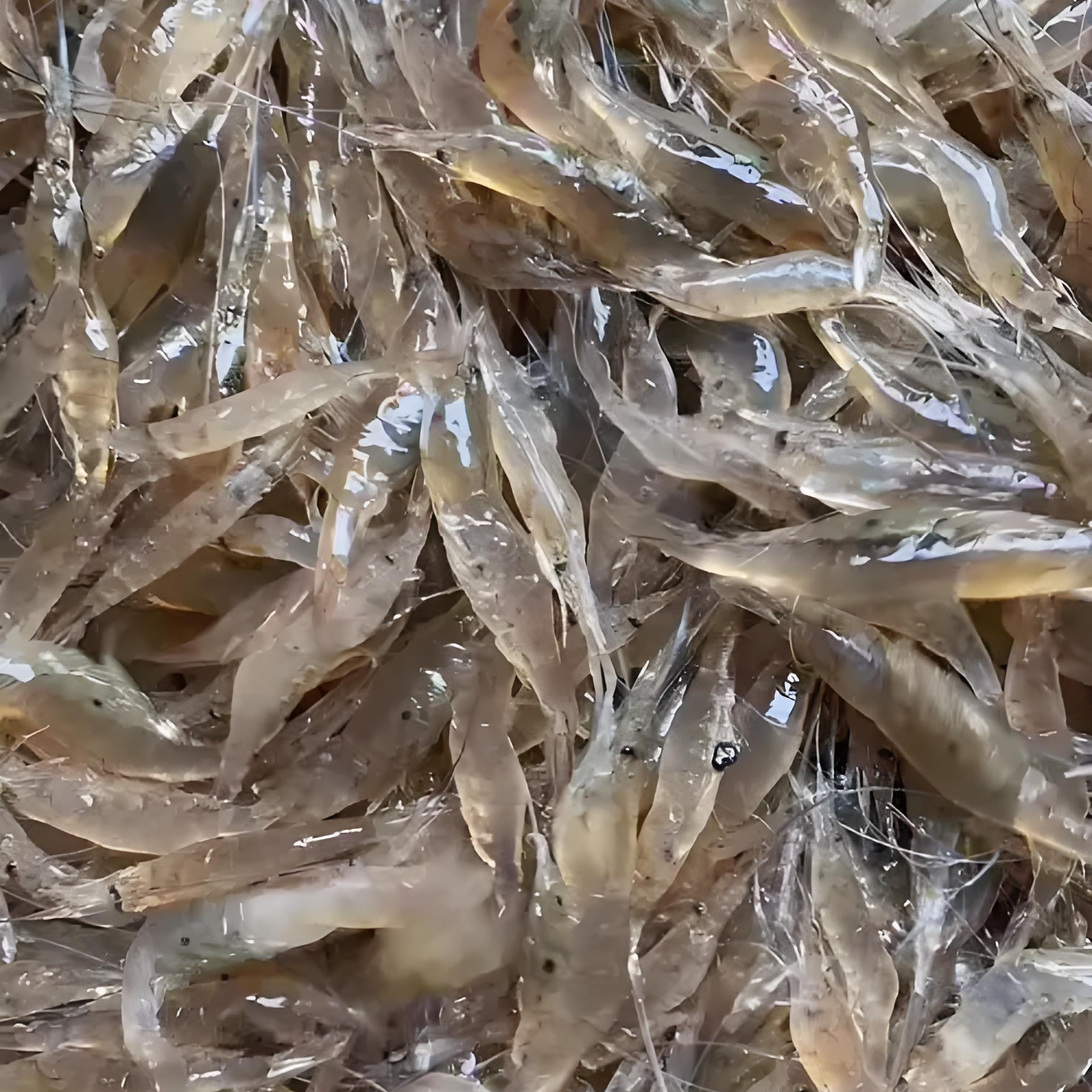 纯海水香白虾3斤