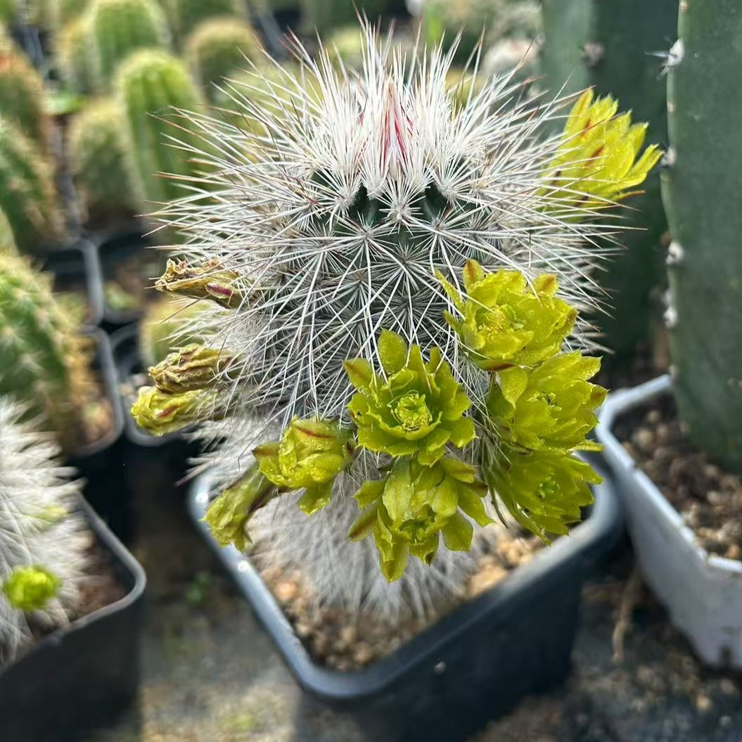 白发虾白毛虾仙人球软刺白毛可提盆青花虾鹿角柱属柱子自根皮实