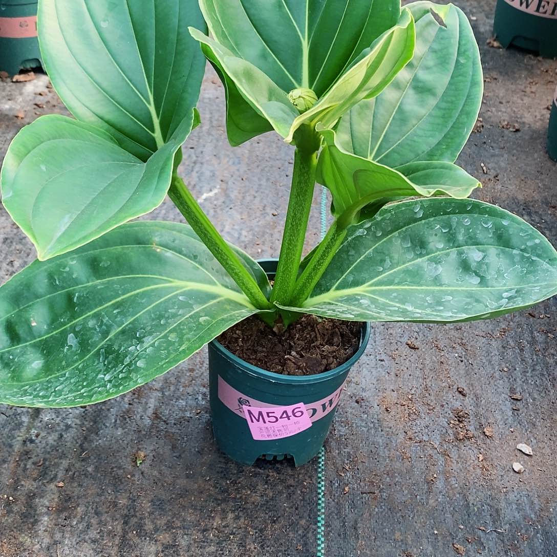 无花朵用****7木本花卉546叶损