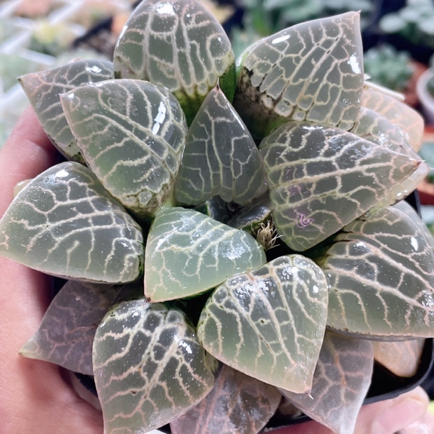 十二卷玉露 康平101阳台办公室高端新手多肉