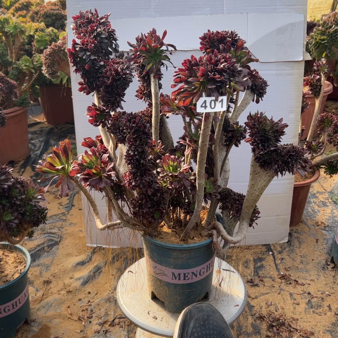 有伤黑缀401官府45