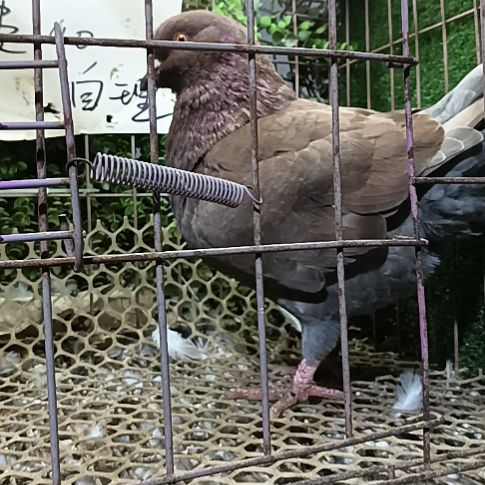 圆环鸽子公鸽子一只
