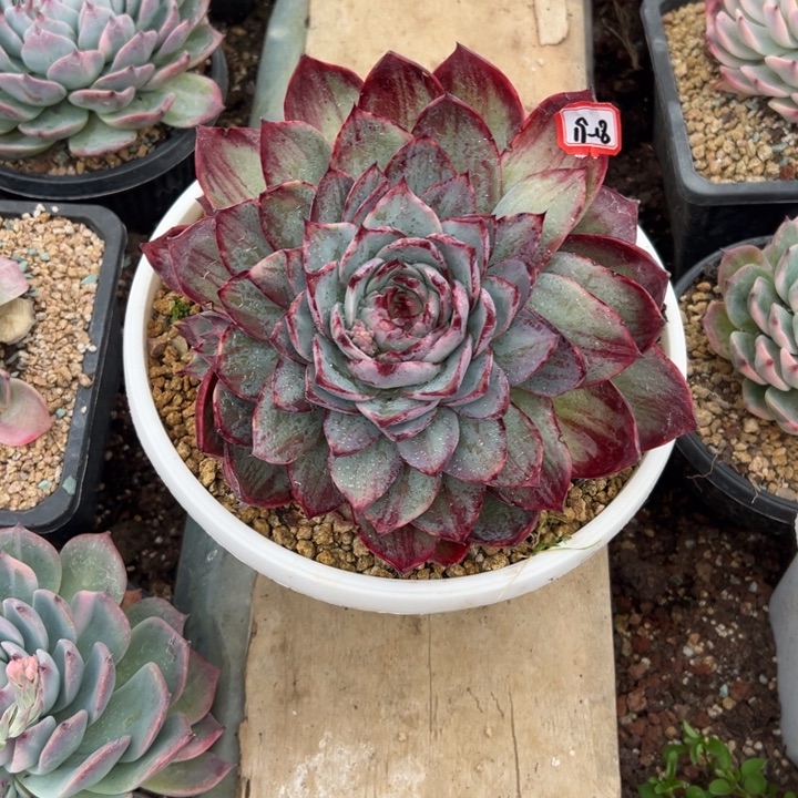 陌***歌精品多肉植物老桩拉丝锦惊鸿