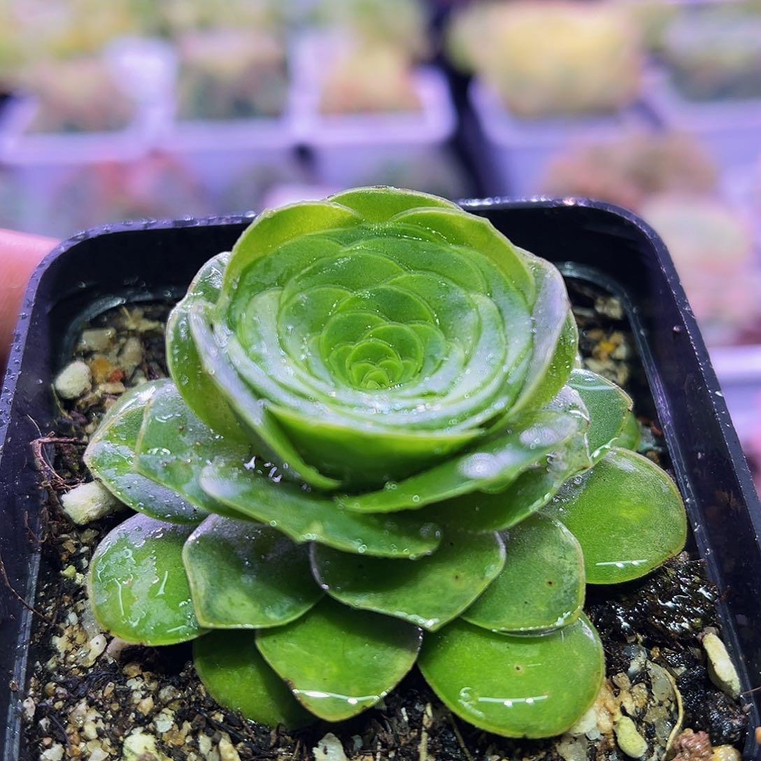 浪弦 满28元非偏远包邮 多肉