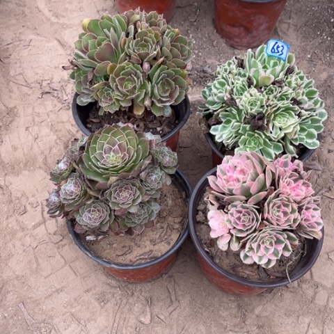 653多肉植物组合，