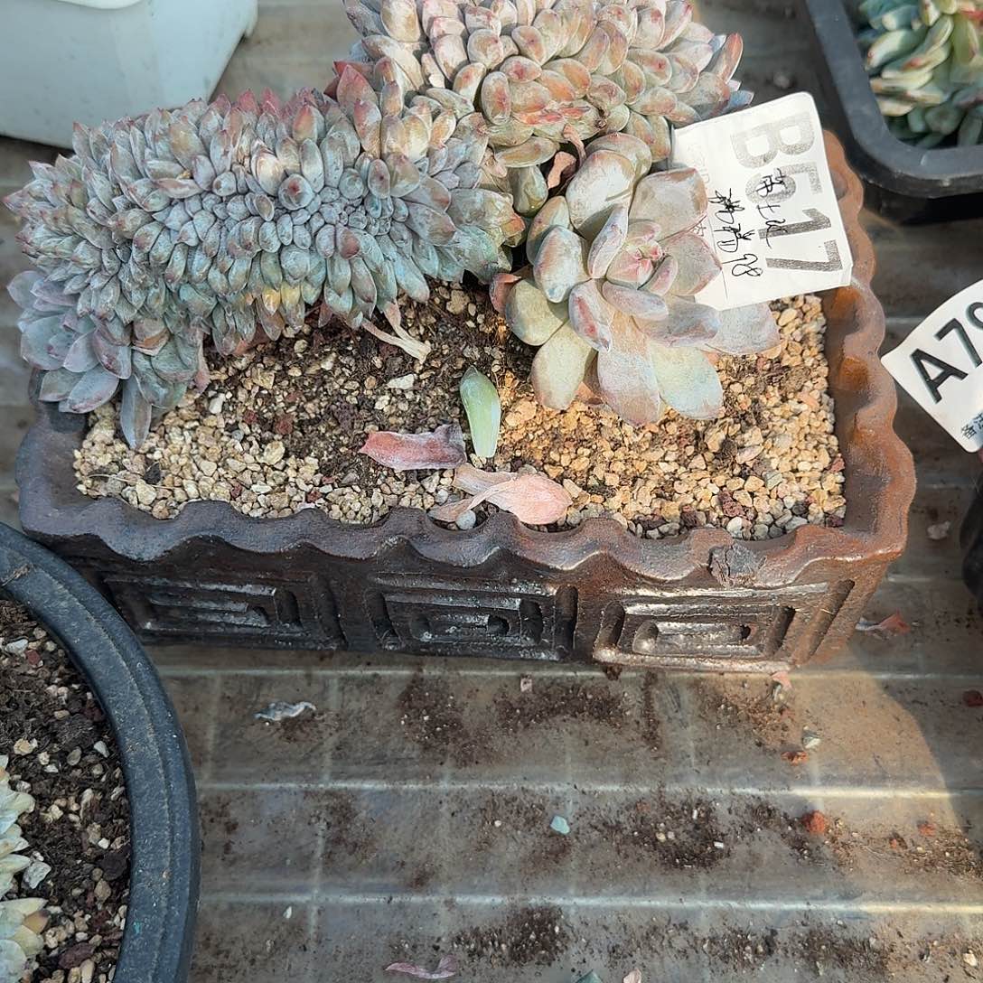 瑞***瑞星影缀化星影缀化