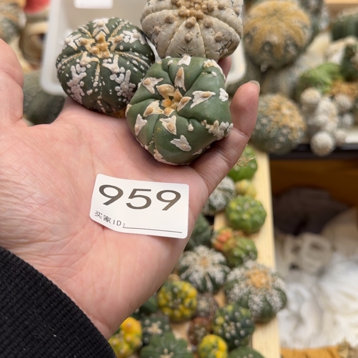 石***嫂兜星球仙人球959号