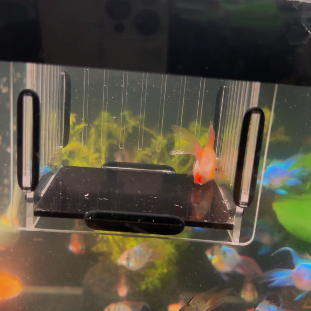 短鲷鱼练手金波公鱼四条