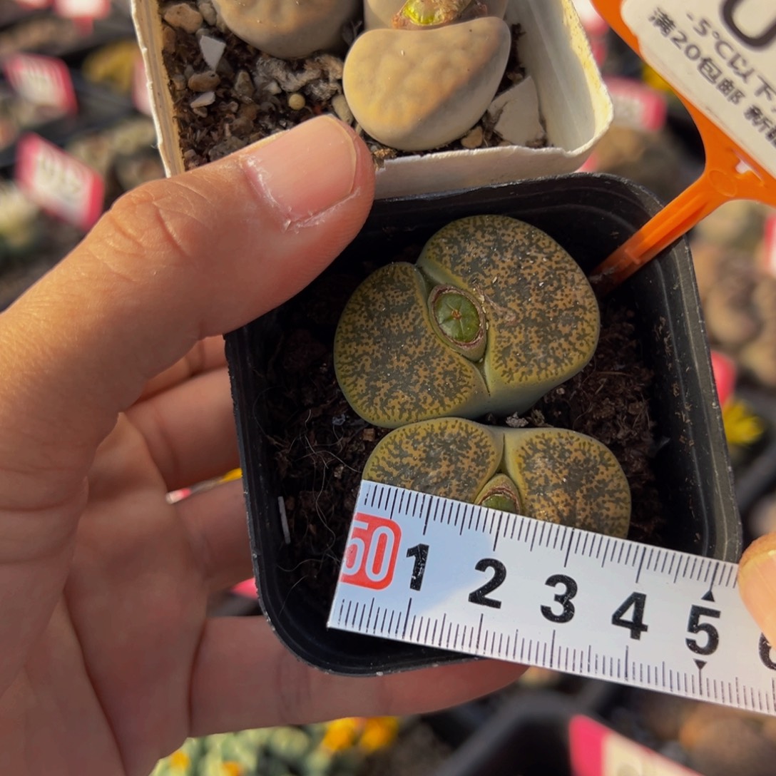 192.193 一物一拍，默认有伤，介意勿拍，不退不换