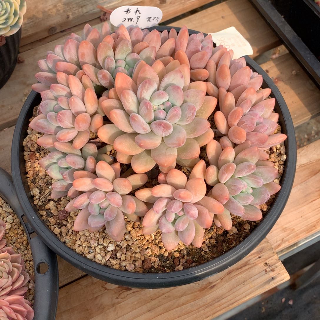 21厘米12手捧香水多肉3096