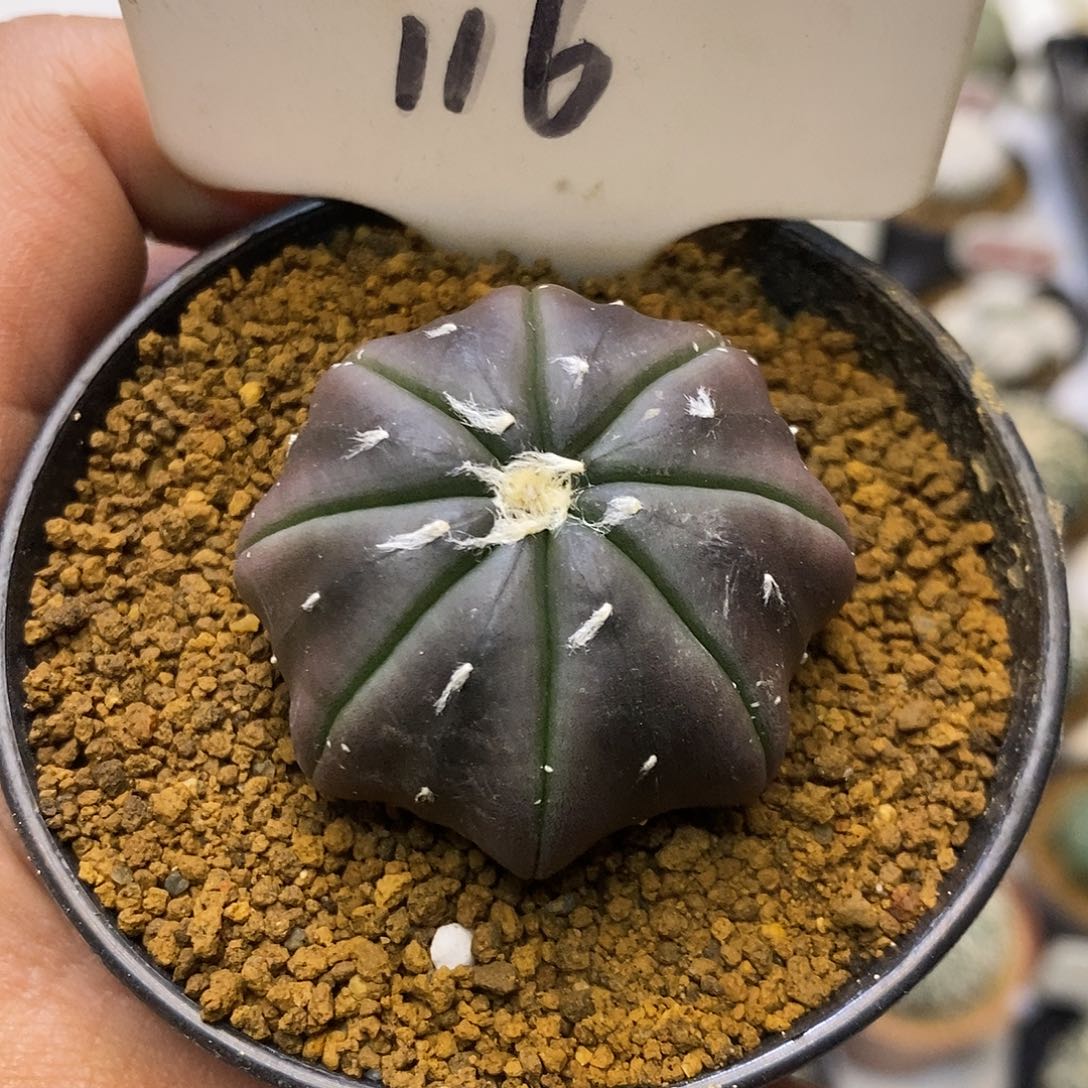 116紫皮琉璃海星福利特价咯