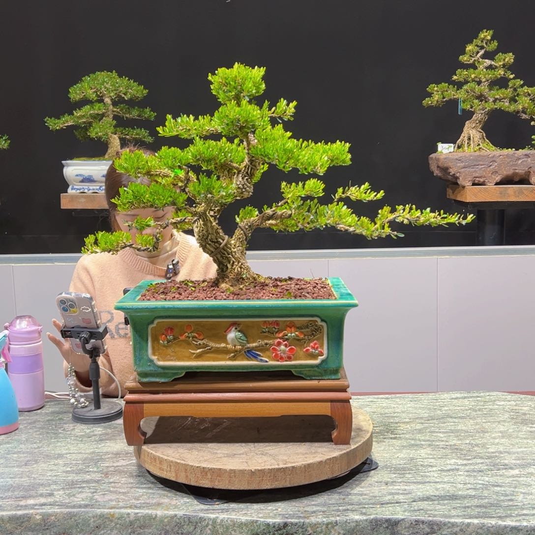 四季常青老桩黄杨盆景