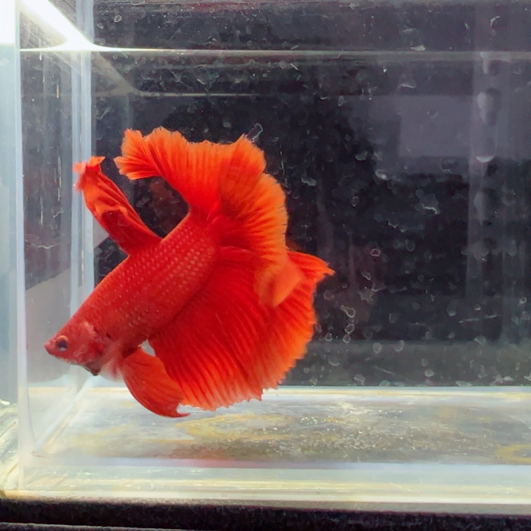 斗鱼浅色特殊尾hhhh