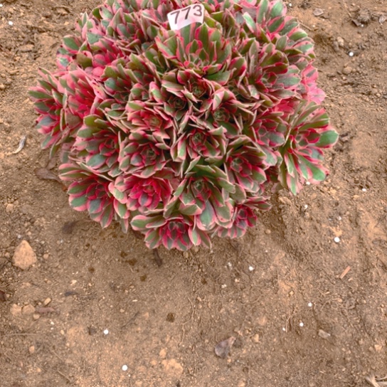 无花朵773男神多肉植物