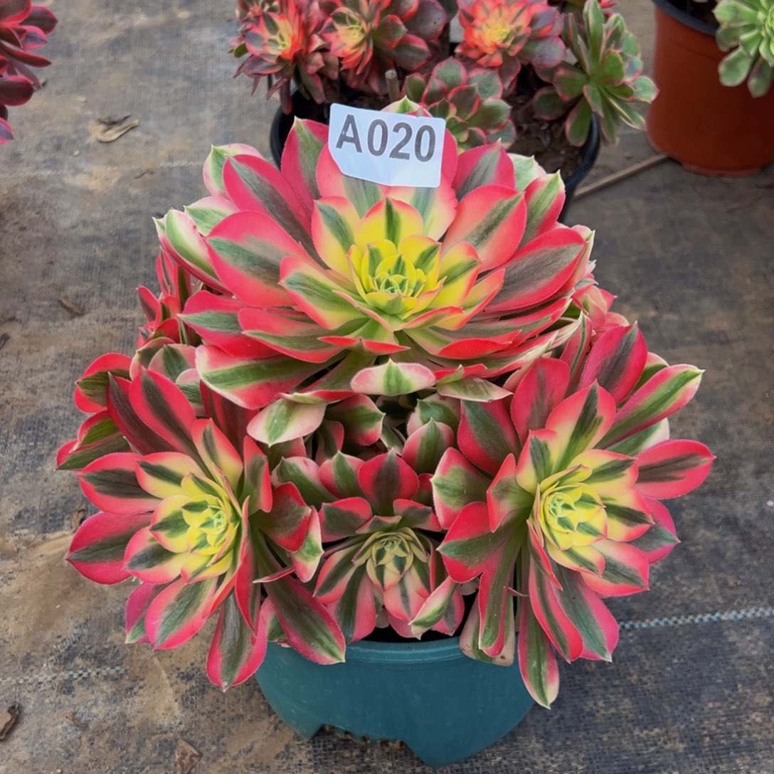 V****无花朵粉色女巫020