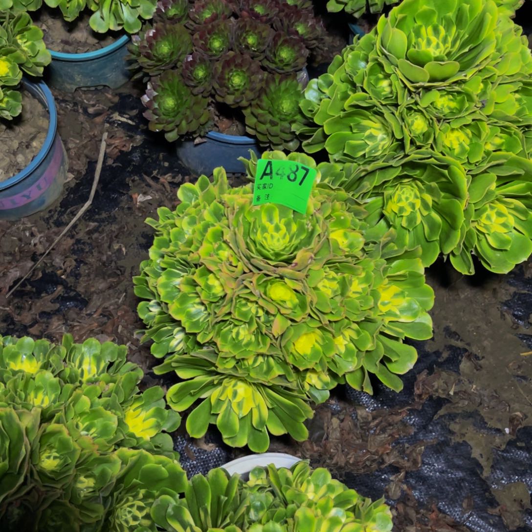 辛尼亚法师朵朵1-22