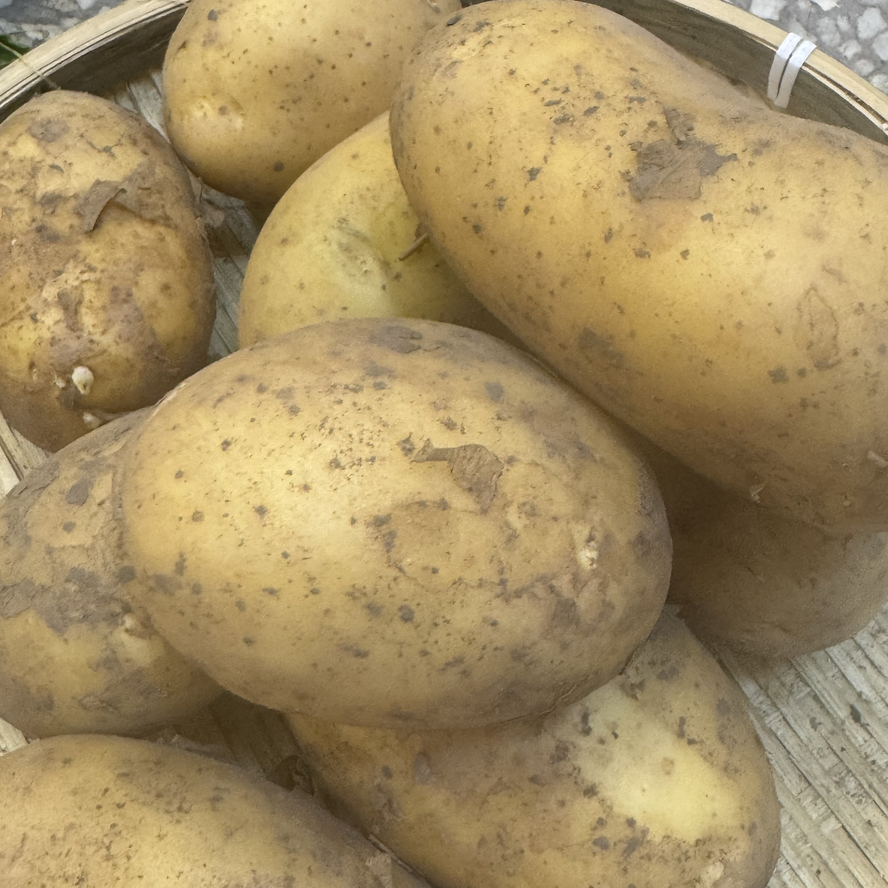 本地特色 农民自种土豆 个大饱满