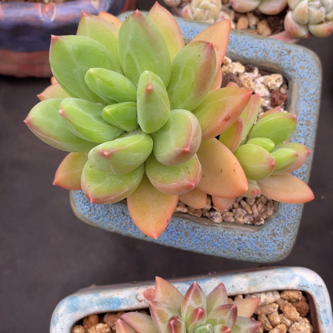 海洋之歌控养（好看）