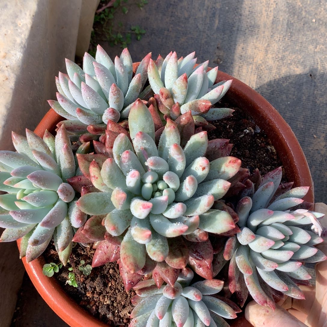 所罗门多肉一物一拍