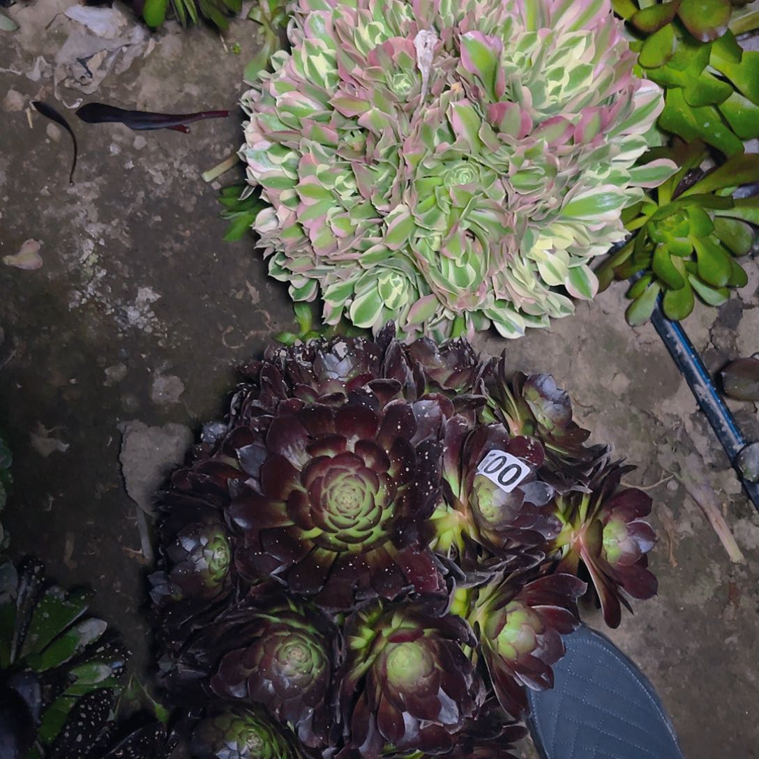 两盆法师13–18包邮法师