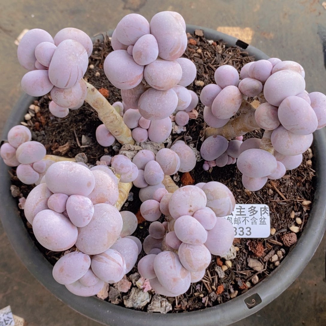 芭比奶洛16cm333多肉植物