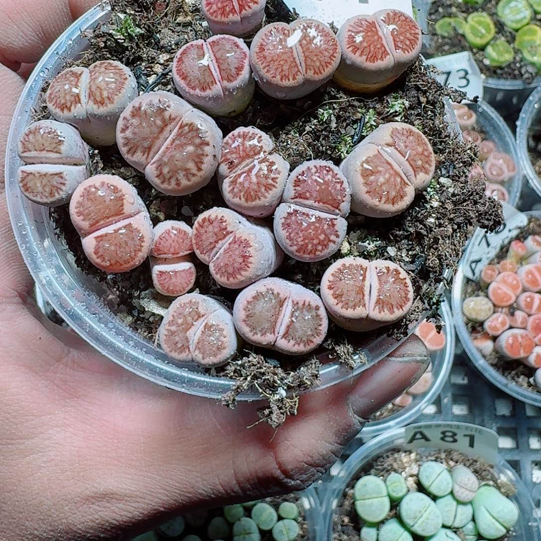 71 多肉植物多肉植物