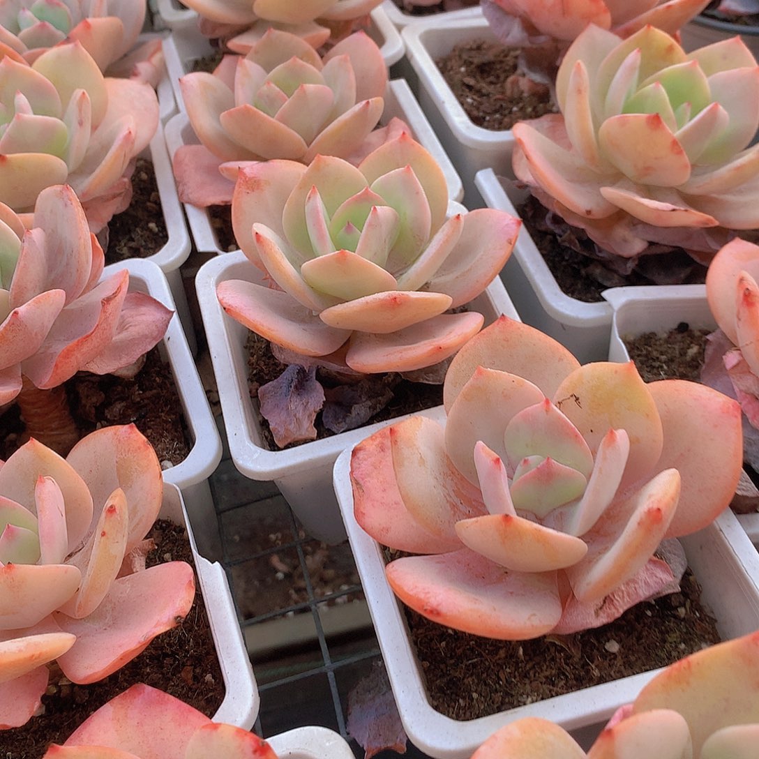 老庄白凤24567889900000