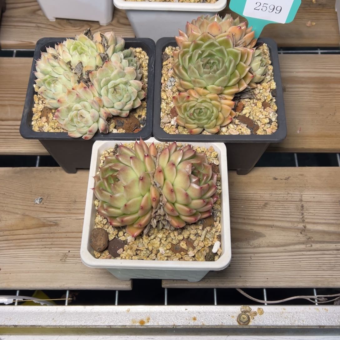 柠***?2599多肉多多地方三颗