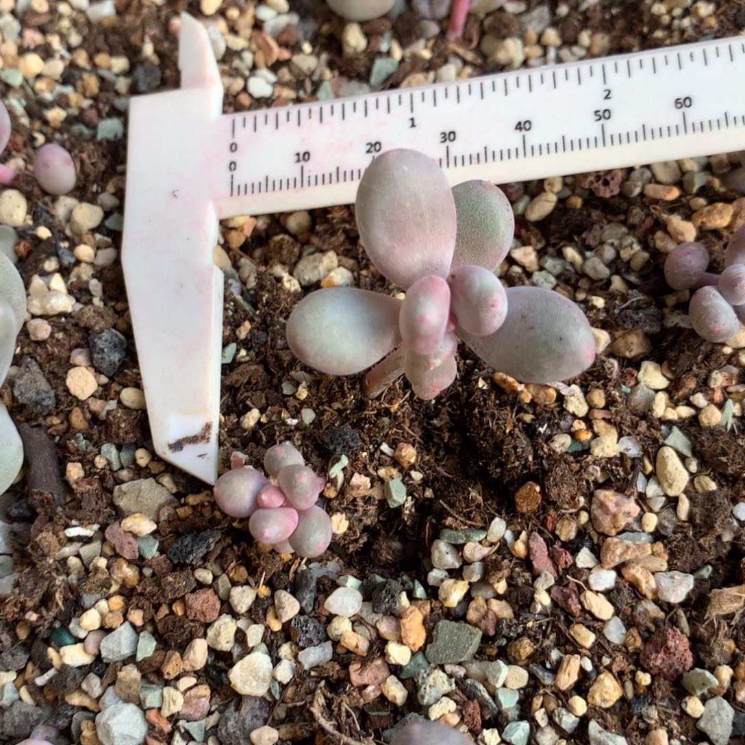 有锦基因彩虹奶酪哈哈