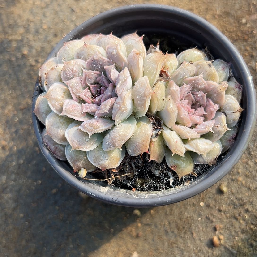 多肉植物多肉植物