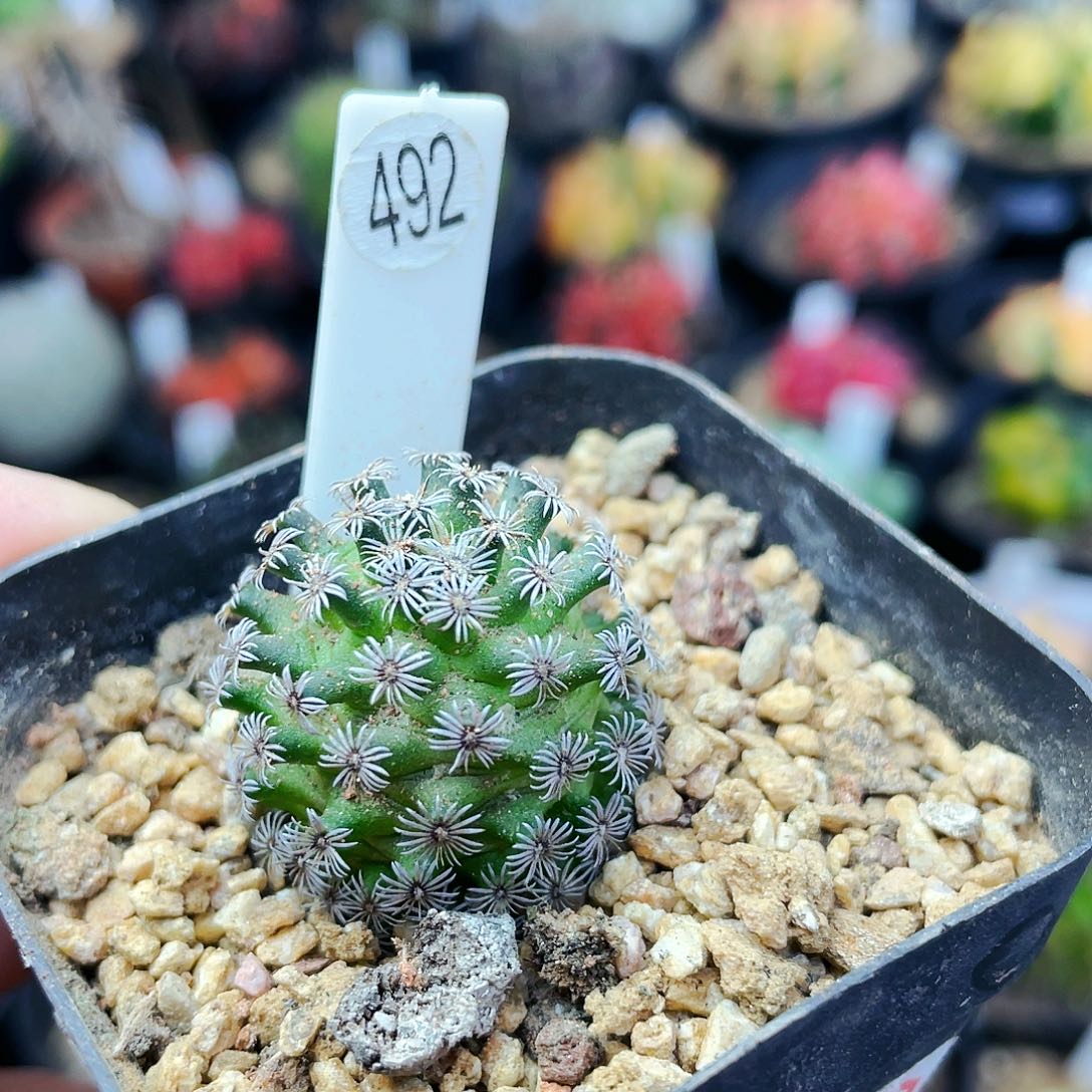 克氏丸非偏远地区满25发货仙人球