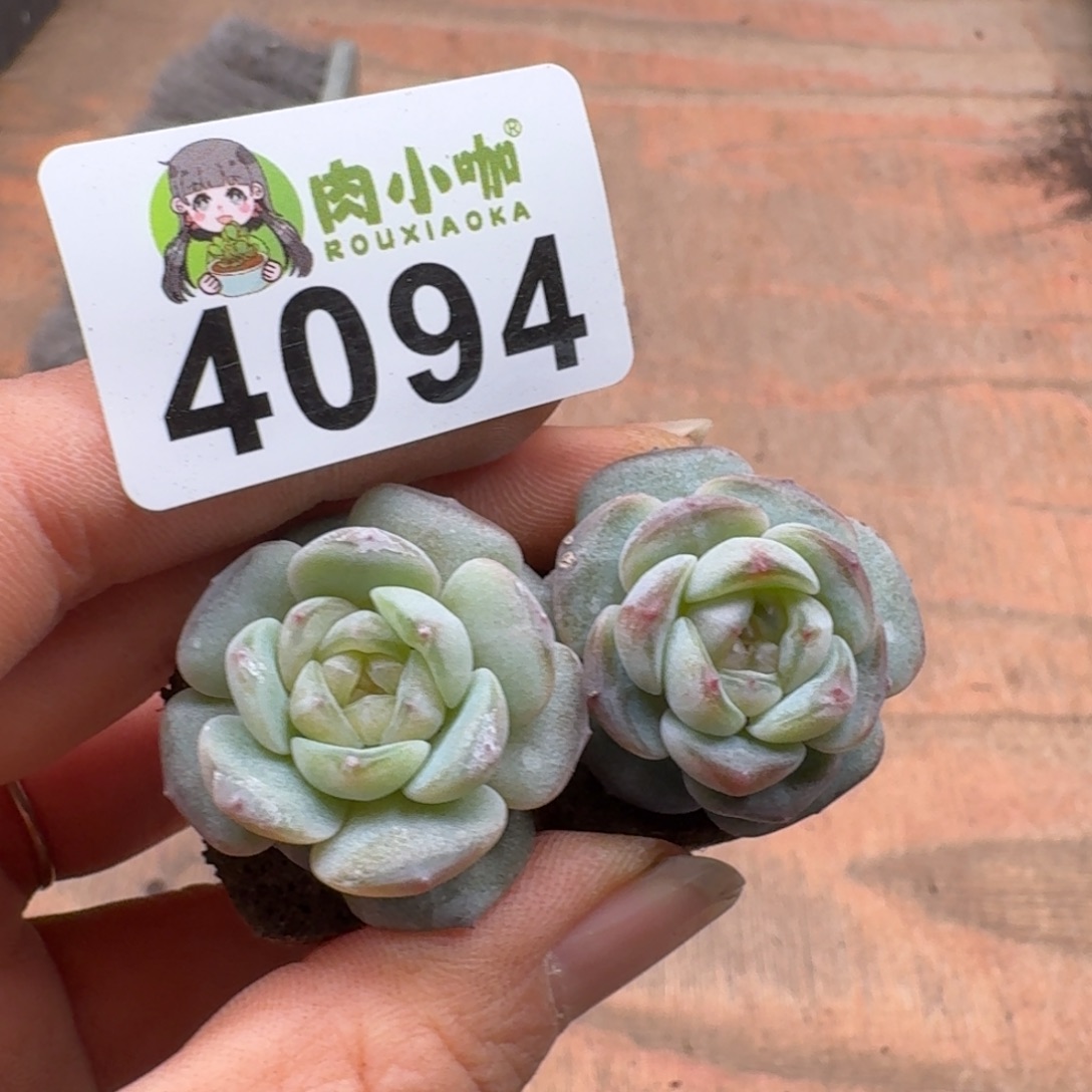 可***可多肉植物多肉植物