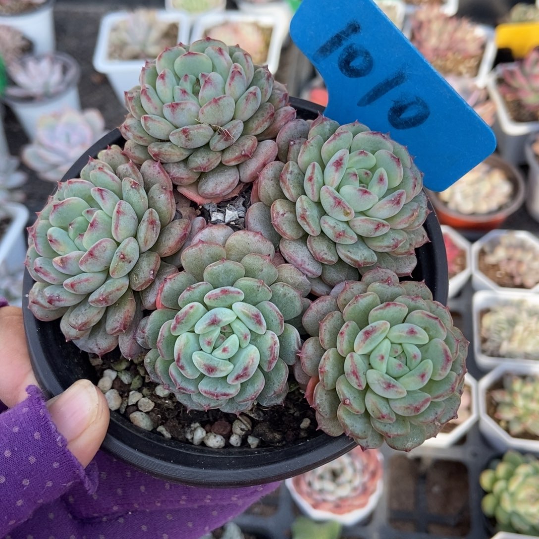 1010白胖子多肉植物